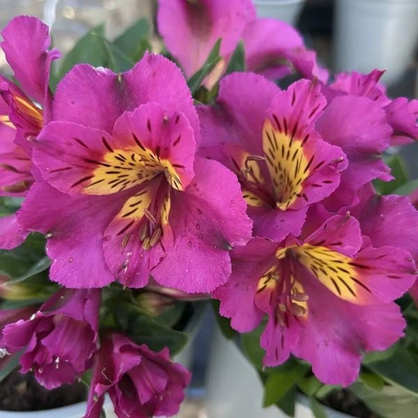 A cluster of freckled alstroemeria blooms against a soft neutral background