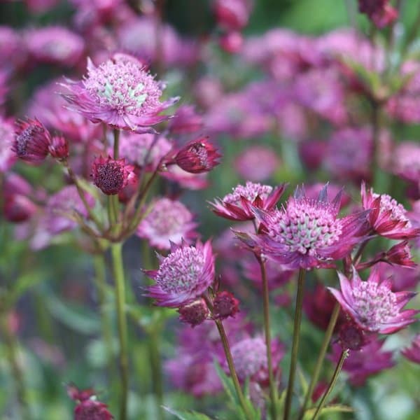 Intricate astrantia flowers showing their papery collars against a soft neutral background