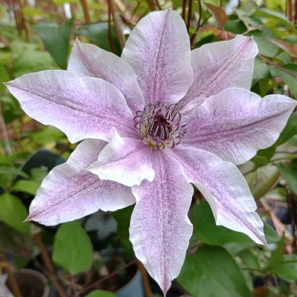 A trailing clematis flower against a soft neutral background