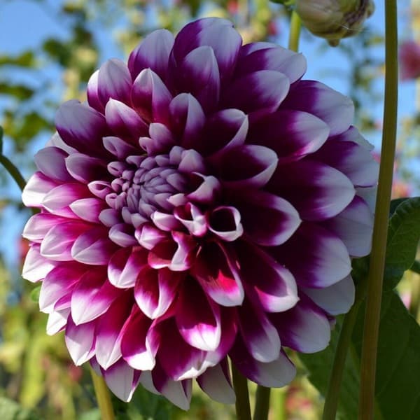 A dahlia bloom with geometric petal arrangement against a soft neutral background