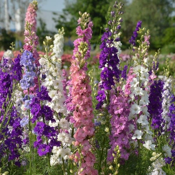 A delphinium spire of clustered florets against a soft neutral background