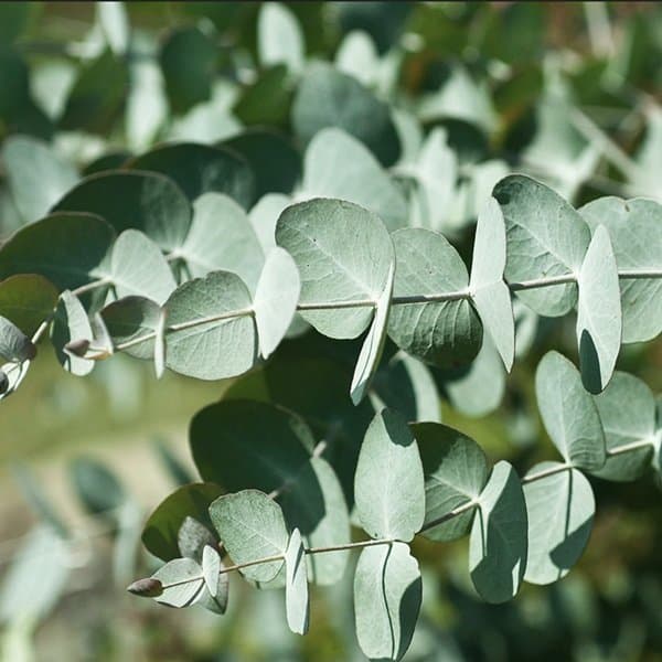 A stem of silver-green eucalyptus foliage against a soft neutral background
