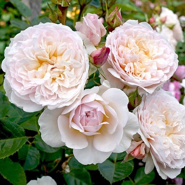 A garden rose bloom showing layered petals against a soft neutral background