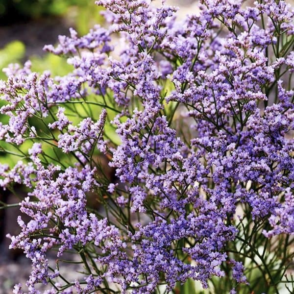 A cloud of papery limonium florets on branching stems against a soft neutral background