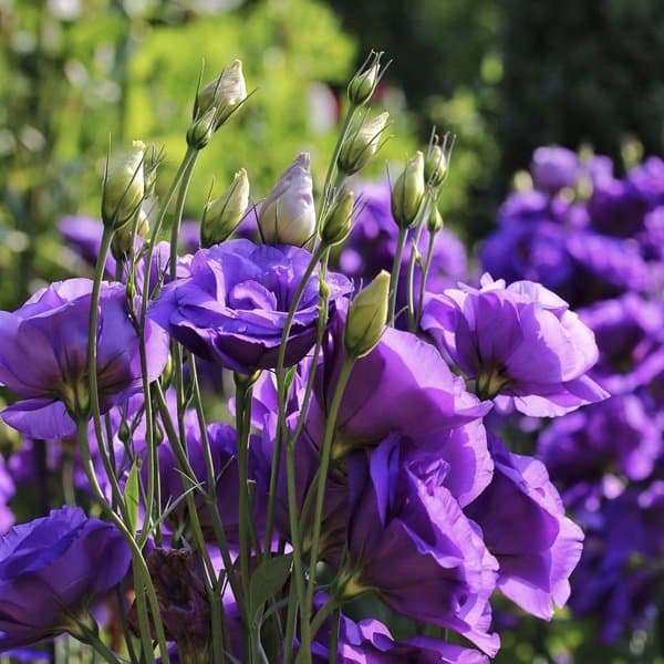 A lisianthus bloom showing layered petals against a soft neutral background