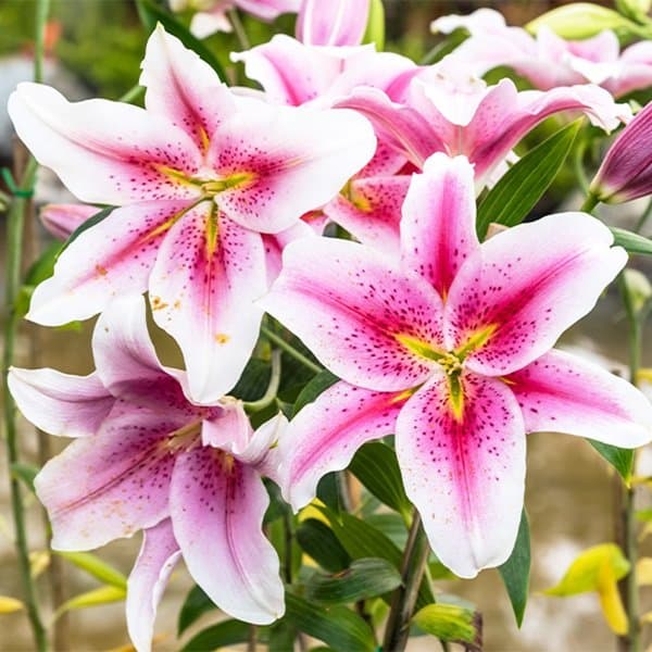 An open Oriental lily bloom photographed against a soft neutral background