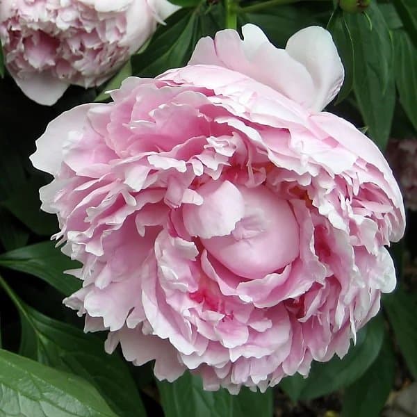 A pink peony bloom fully open, photographed against a soft neutral background