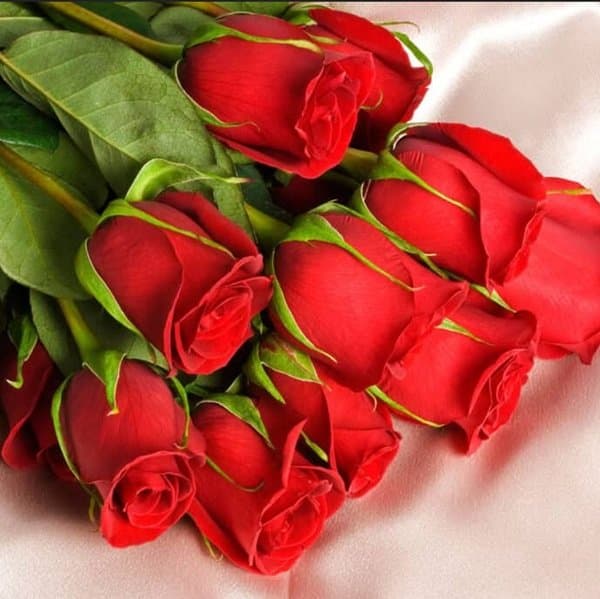 A classic single-headed red rose photographed against a soft neutral background