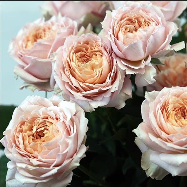 A spray rose stem carrying several small blooms against a soft neutral background