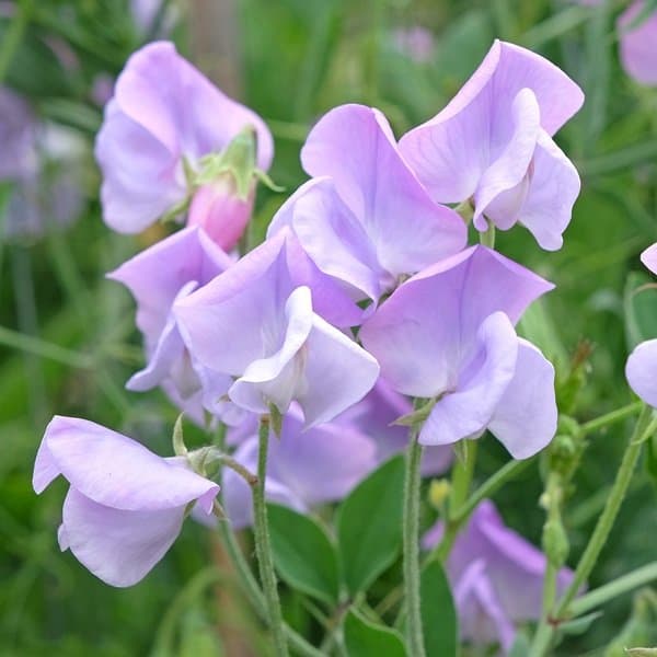 Sweet pea blooms on slender stems against a soft neutral background