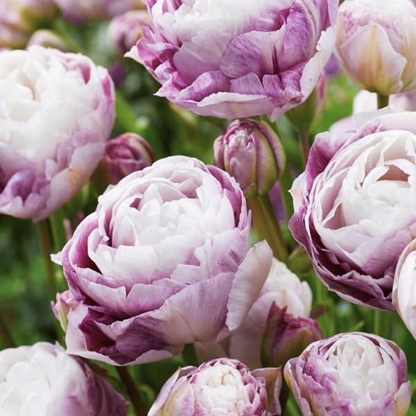 Tulips photographed against a soft neutral background, stems gently curving