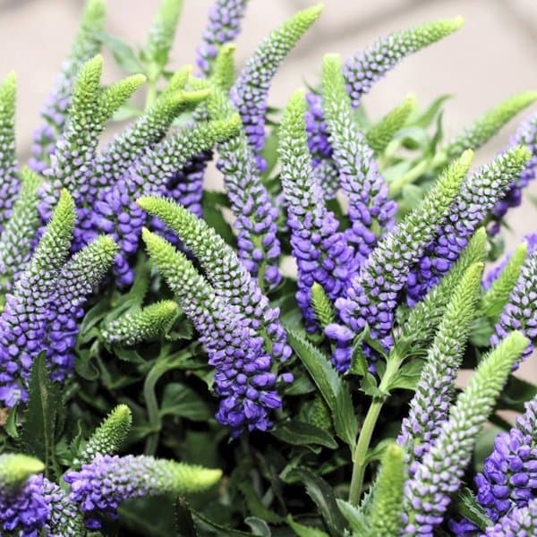 A slender tapering spire of veronica florets against a soft neutral background