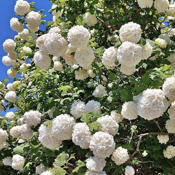 Apple-green clustered viburnum heads against a soft neutral background