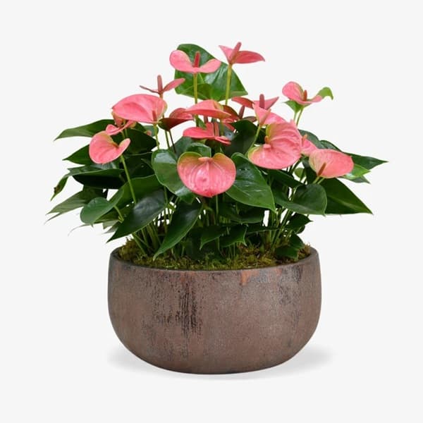 A flamingo anthurium with glossy waxy red spathes and deep green leaves