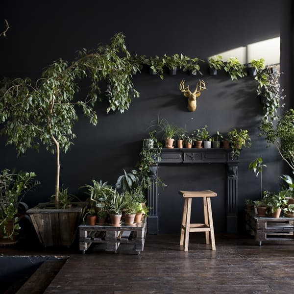 A group of healthy houseplants in clay pots against a soft neutral background