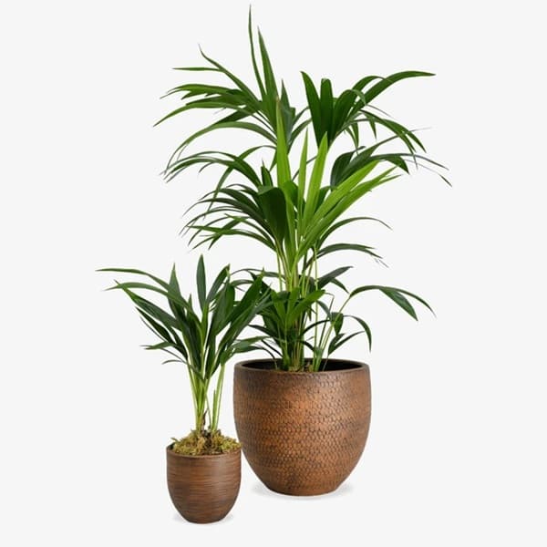 A Kentia palm with arching green fronds against a soft neutral background