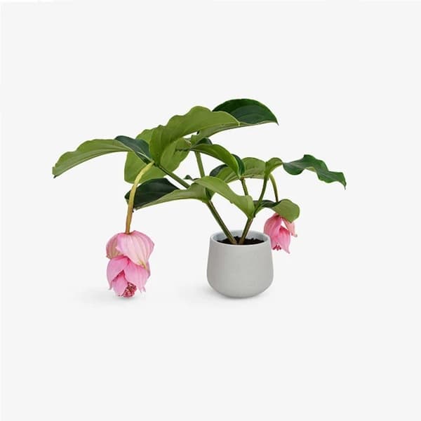 A Medinilla magnifica with cascading pink flowers above large leathery leaves
