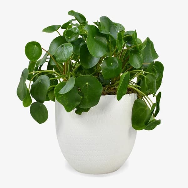 A money plant with braided trunks and palmate green leaves