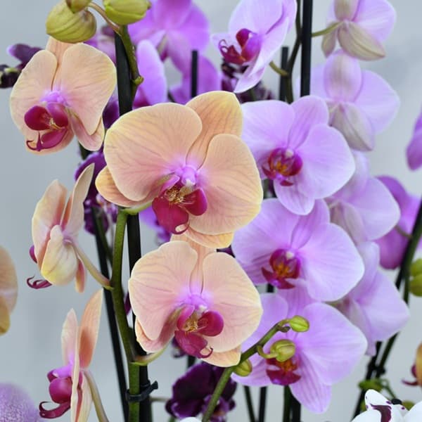 A pair of white Phalaenopsis orchids in tall ceramic pots against a soft neutral background