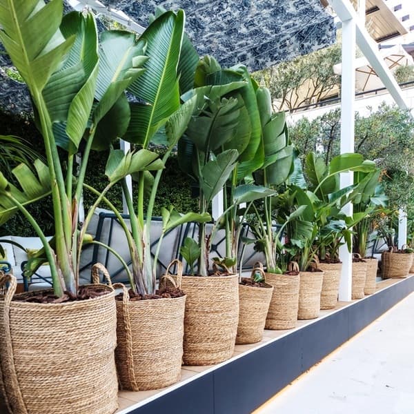 A planted terracotta container with seasonal outdoor plants