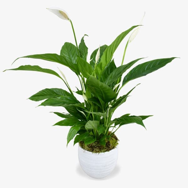 A peace lily with white spathe flowers and glossy green leaves