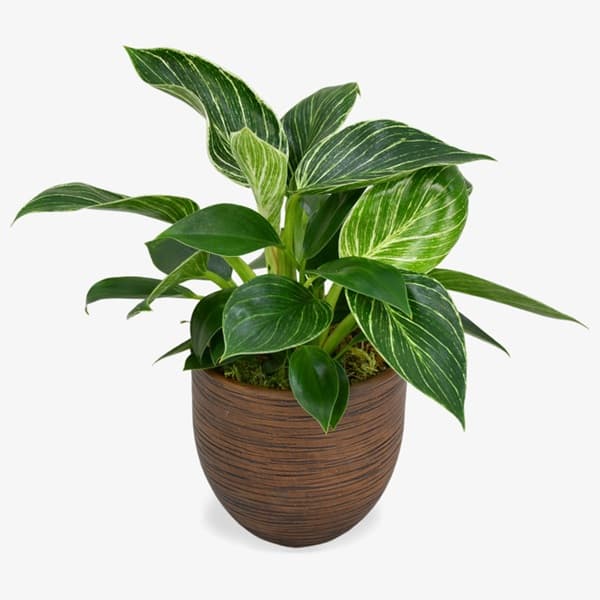 A philodendron with heart-shaped green leaves trailing from a pot
