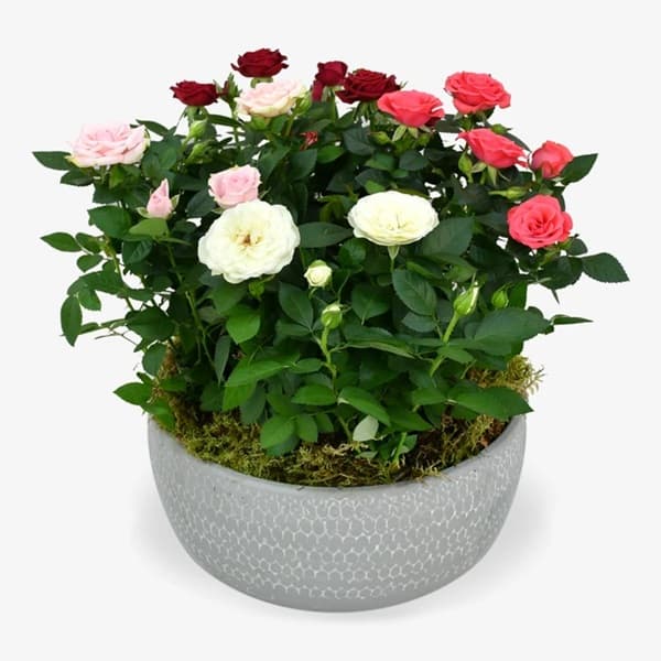 A potted rose plant with pink blooms