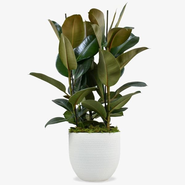 A rubber fig with broad glossy green leaves