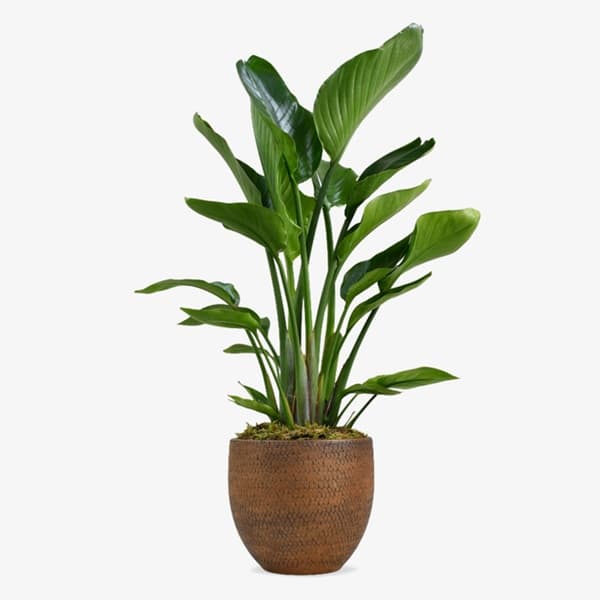 A large Strelitzia bird of paradise plant with broad paddle-shaped leaves