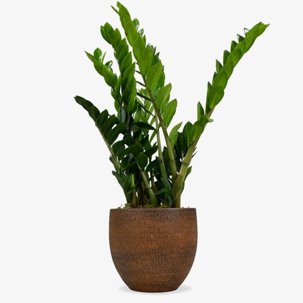 A ZZ plant with glossy dark green leaflets in an arching frond