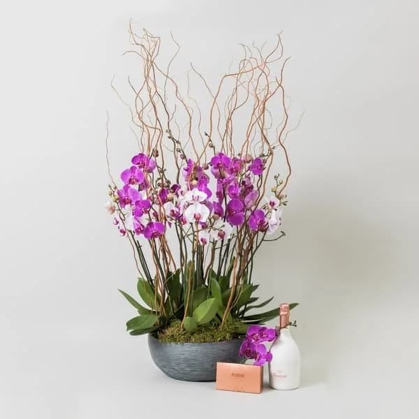 A pair of white Phalaenopsis orchids in tall ceramic pots