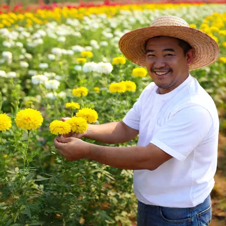 Seasonal flowers being tended in the field