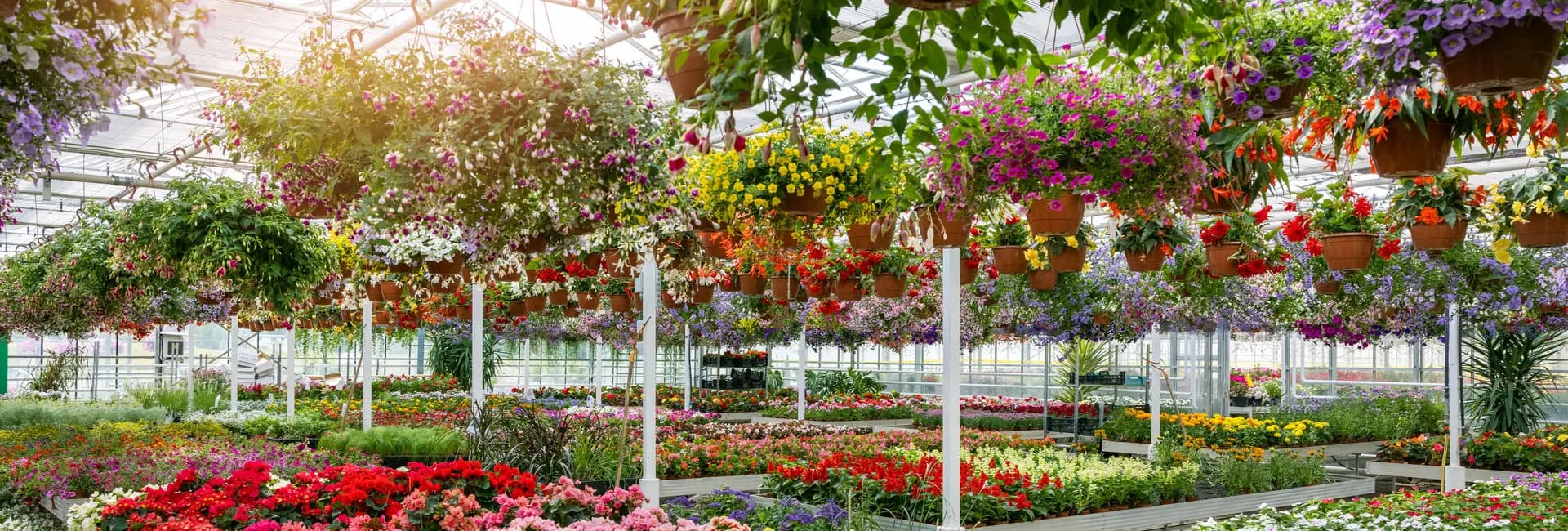 Ethically sourced flowers by Moyses Stevens