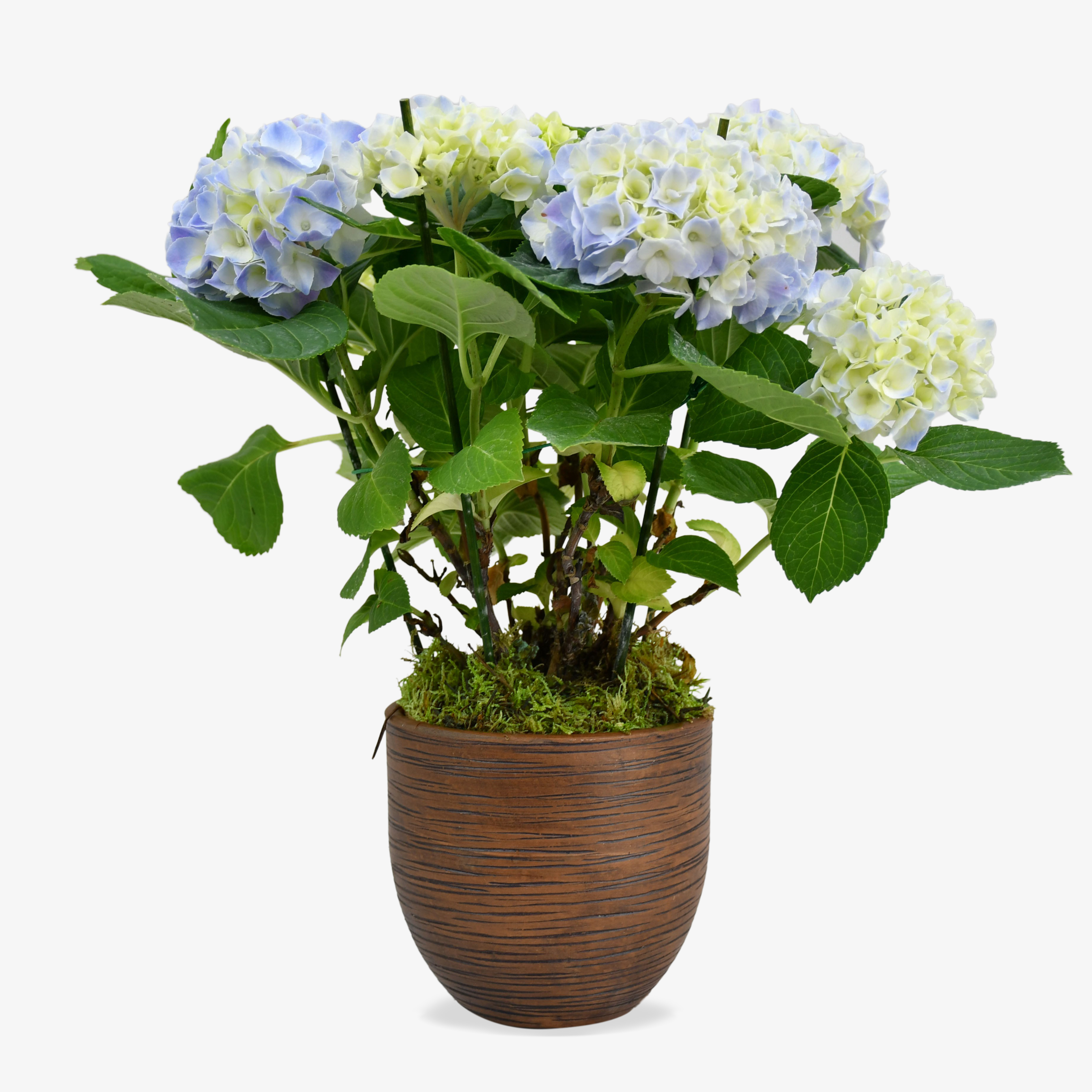 Hydrangea Plant image