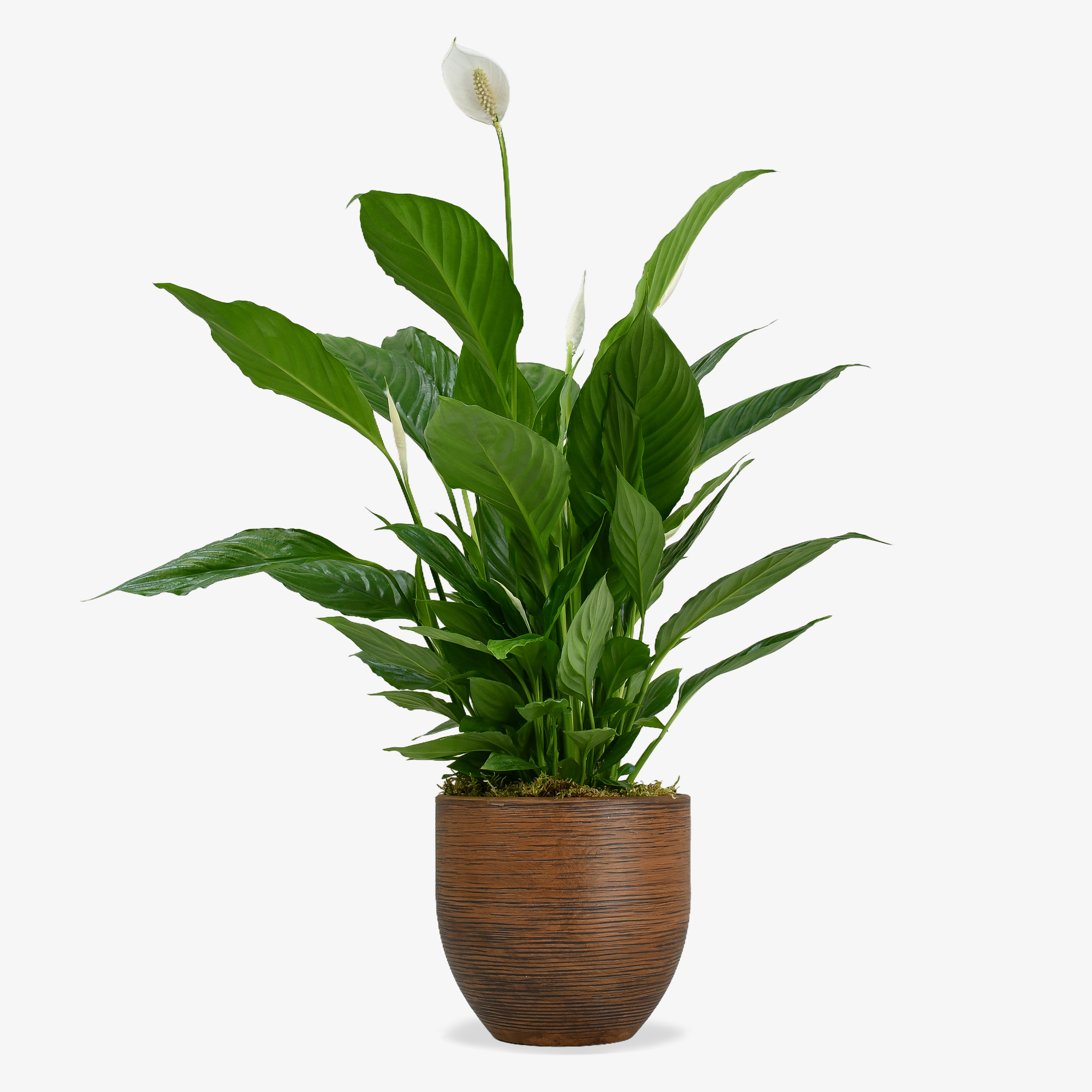 Peace Lily image
