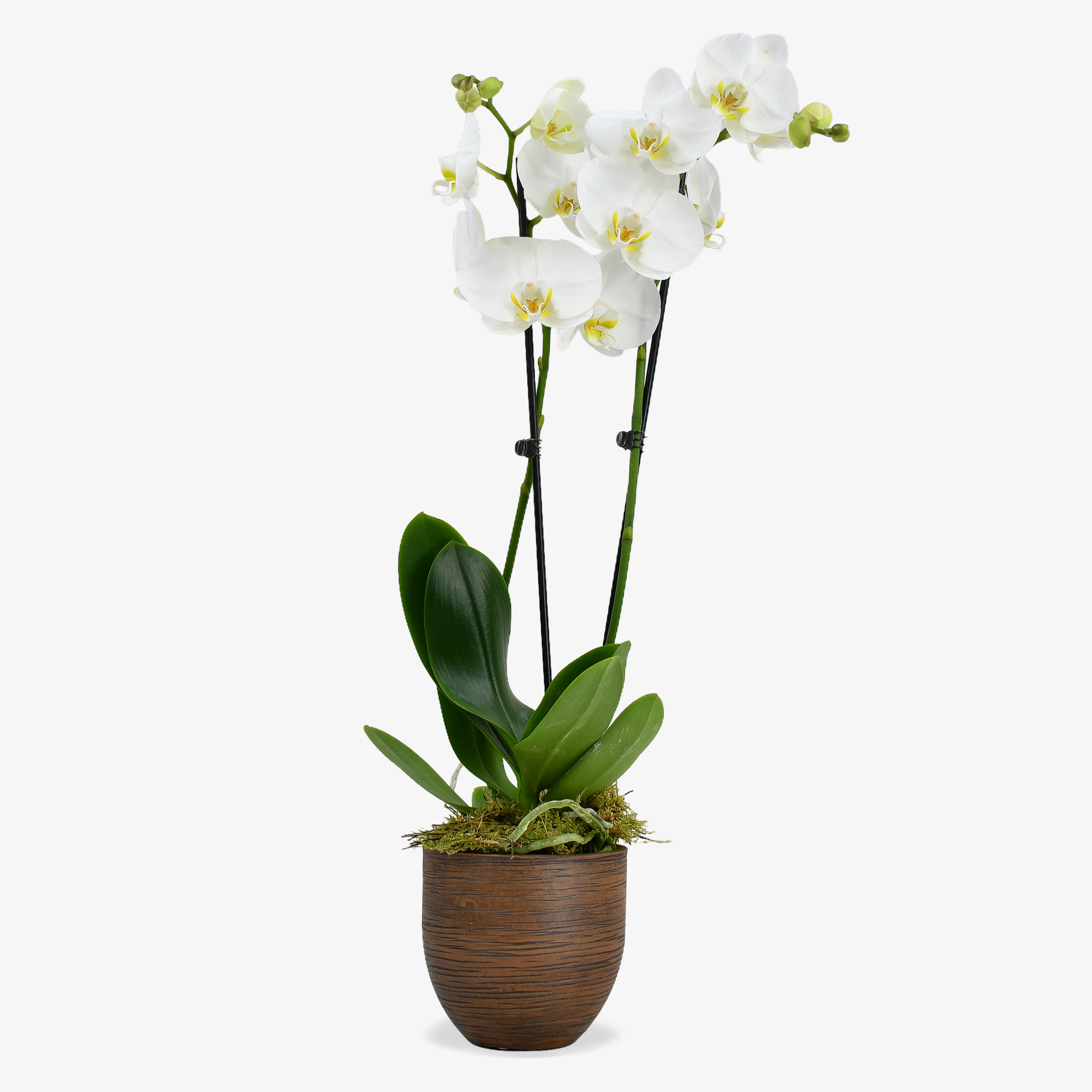 White Orchid image