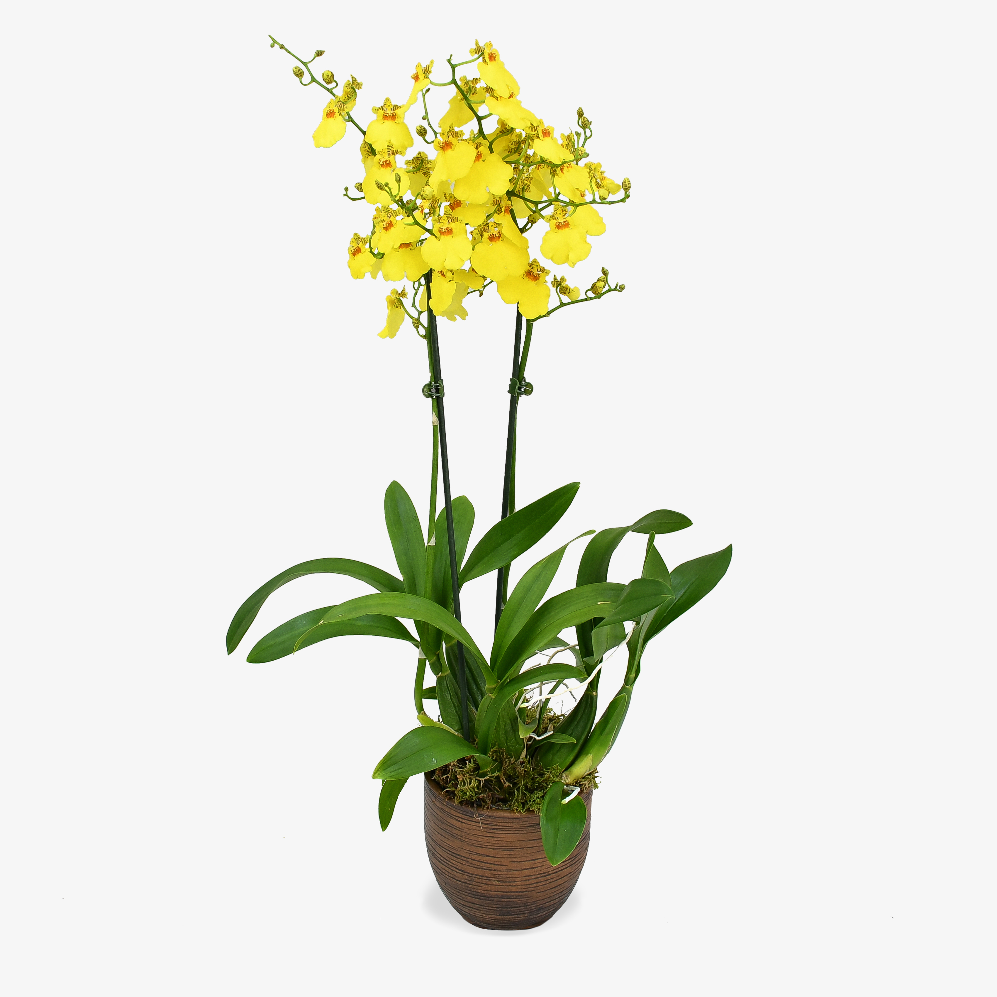 Image of Oncidium