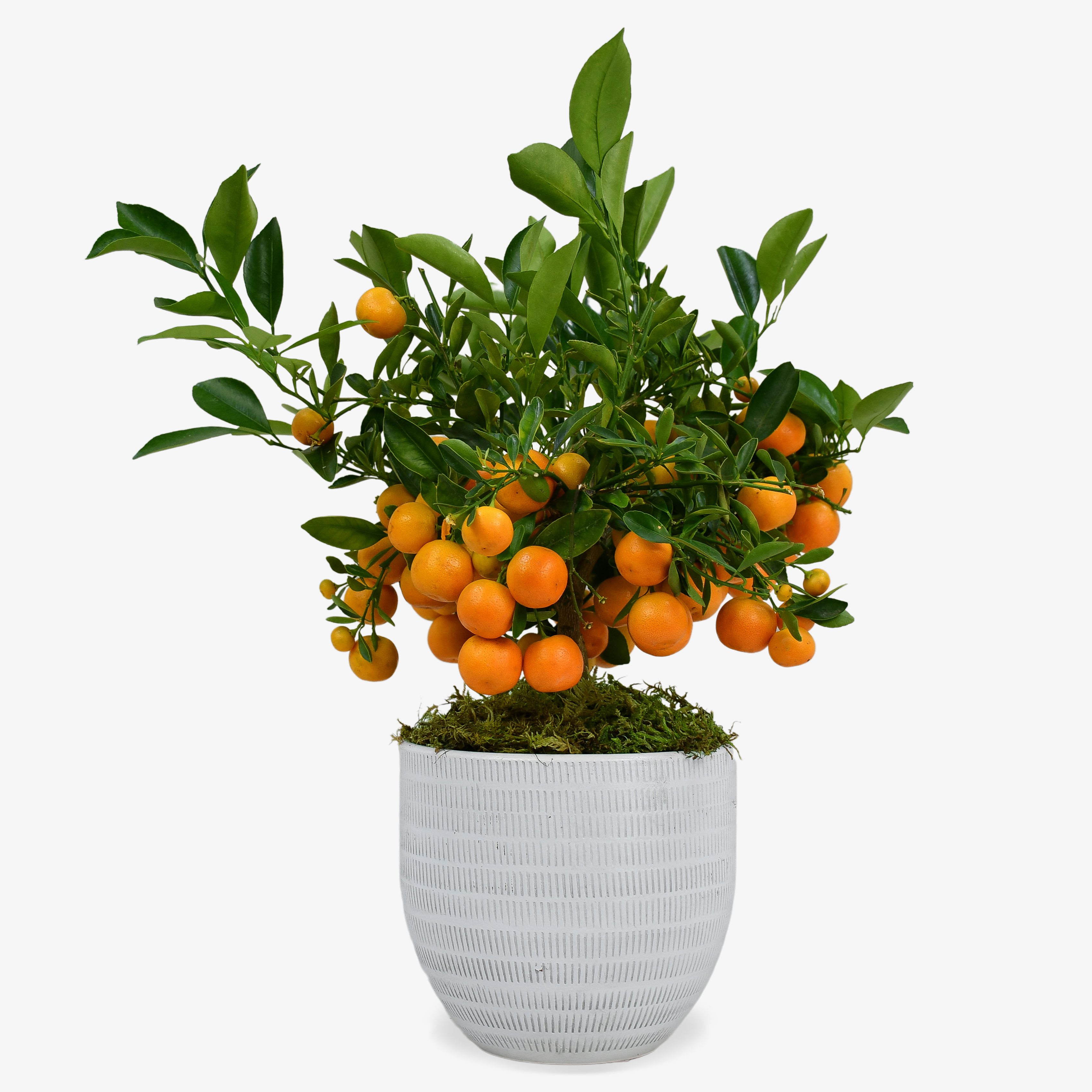 Orange Tree image