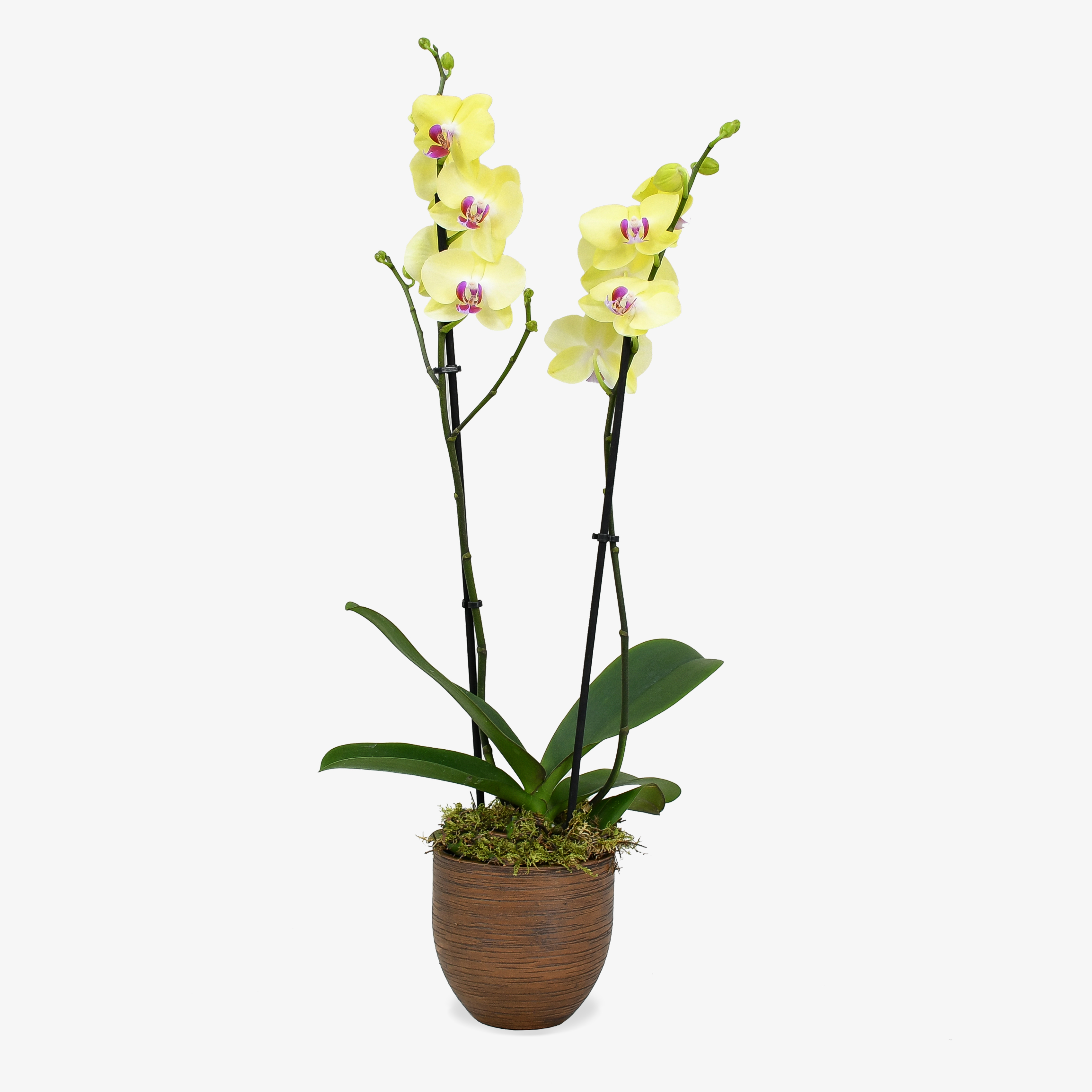 Yellow Orchid image
