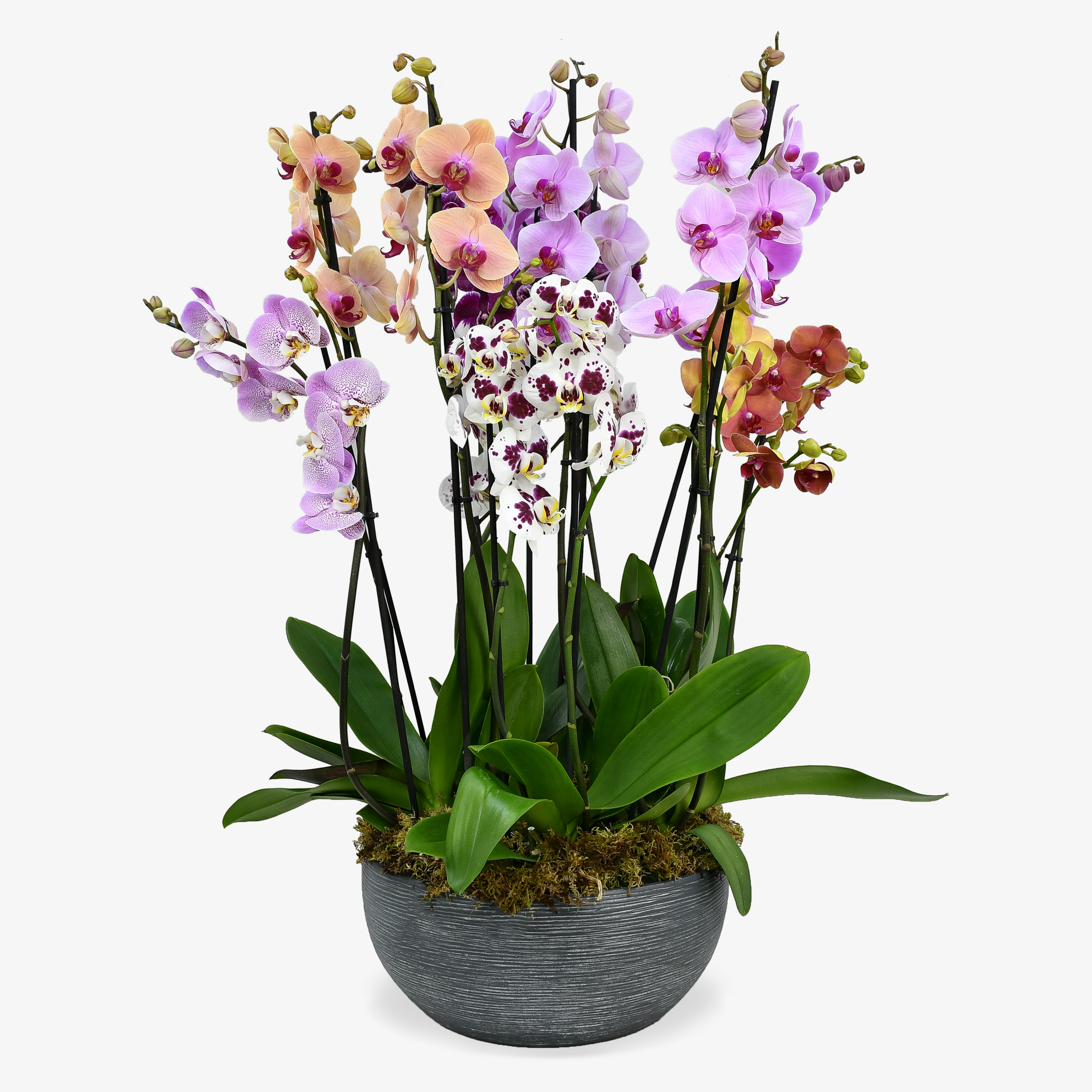Surprise Me Orchids image