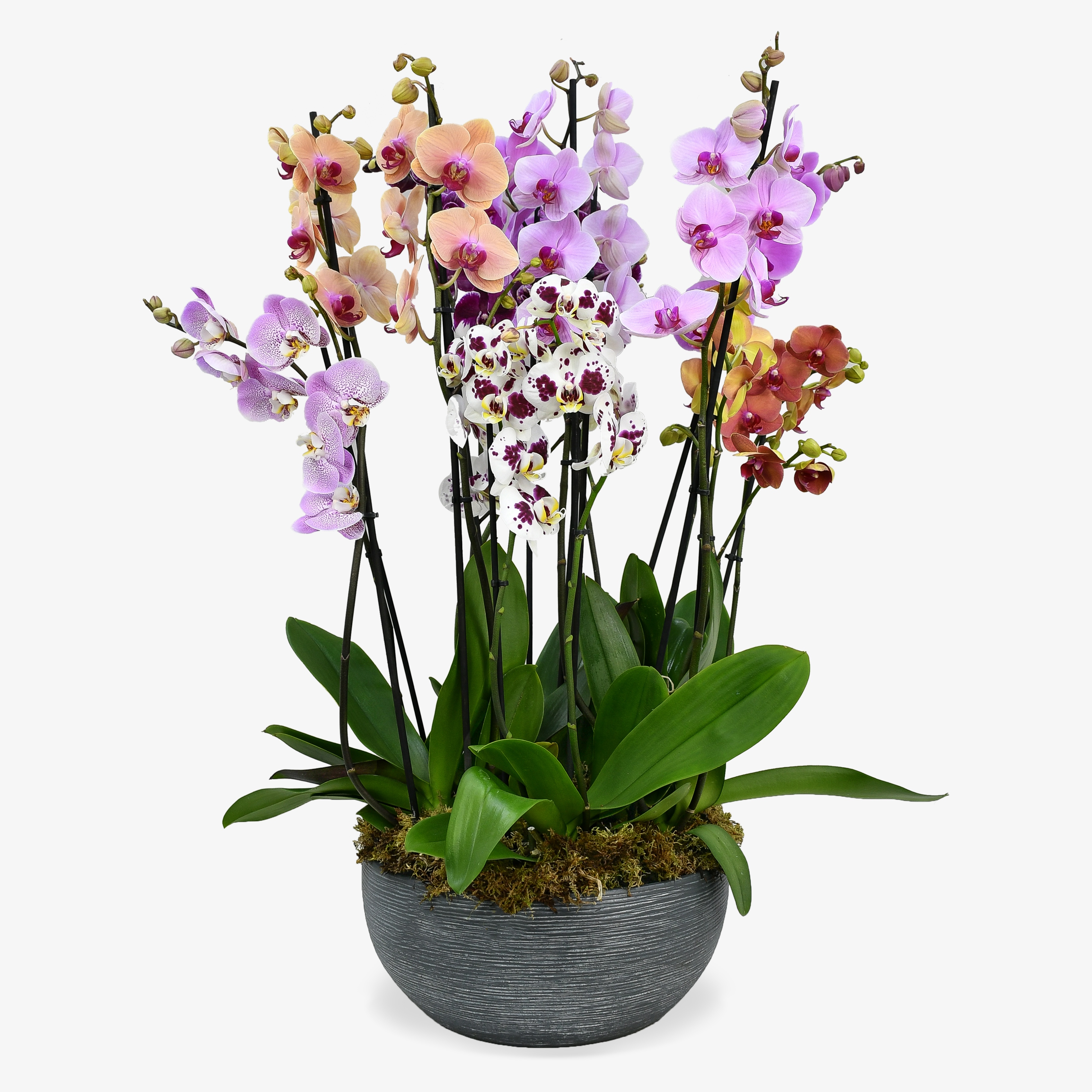 Surprise Me Orchids