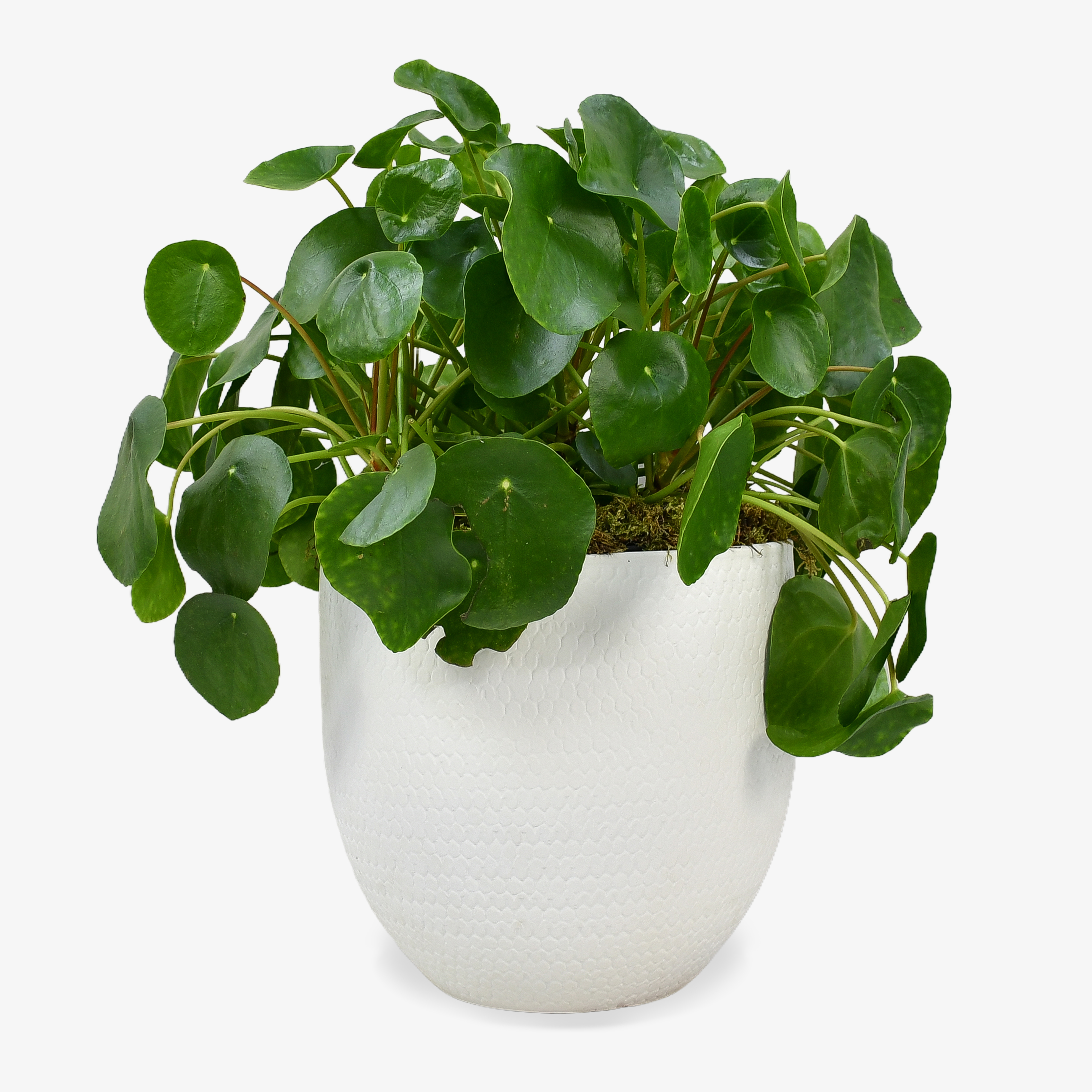 Large Money Plant