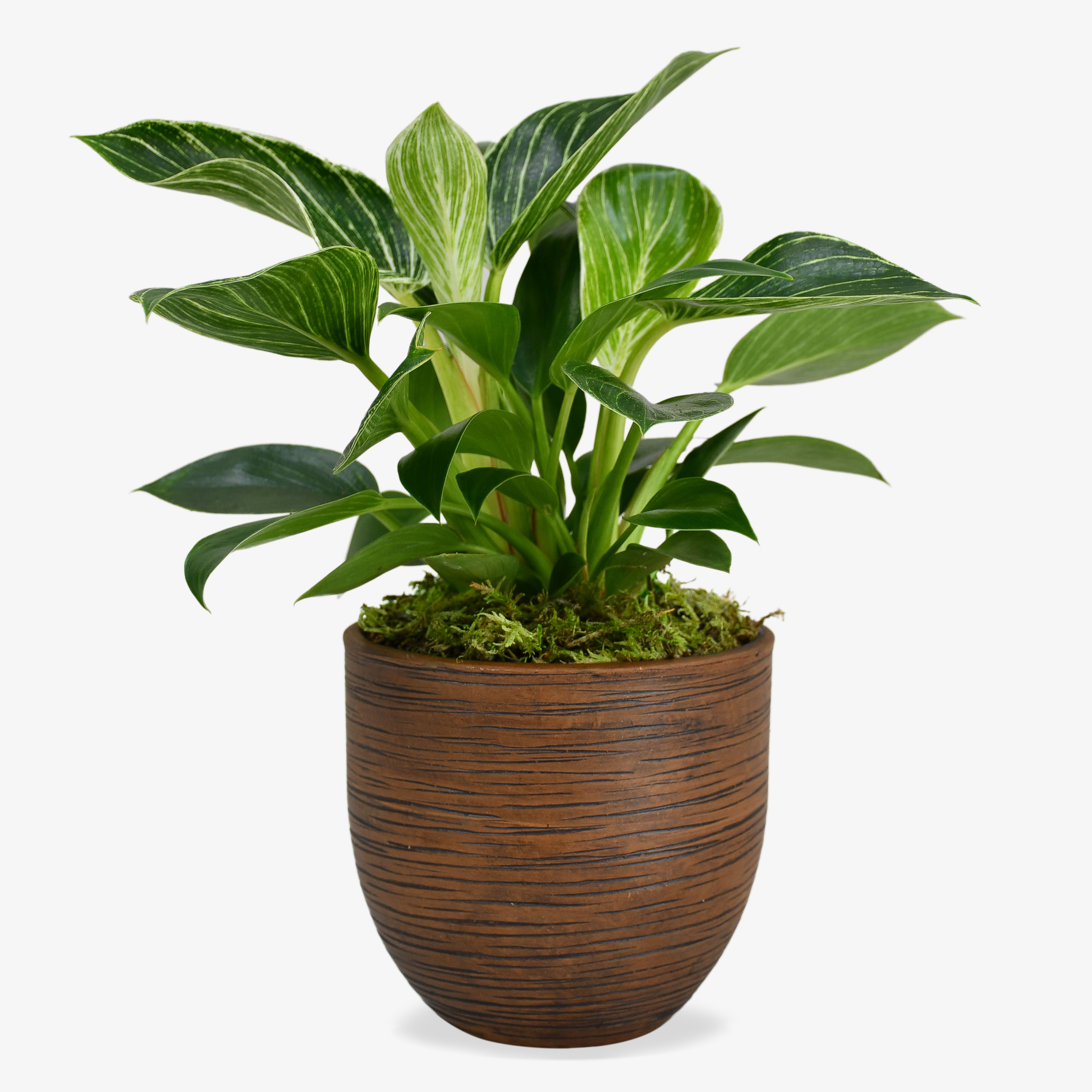 Image of Philodendron