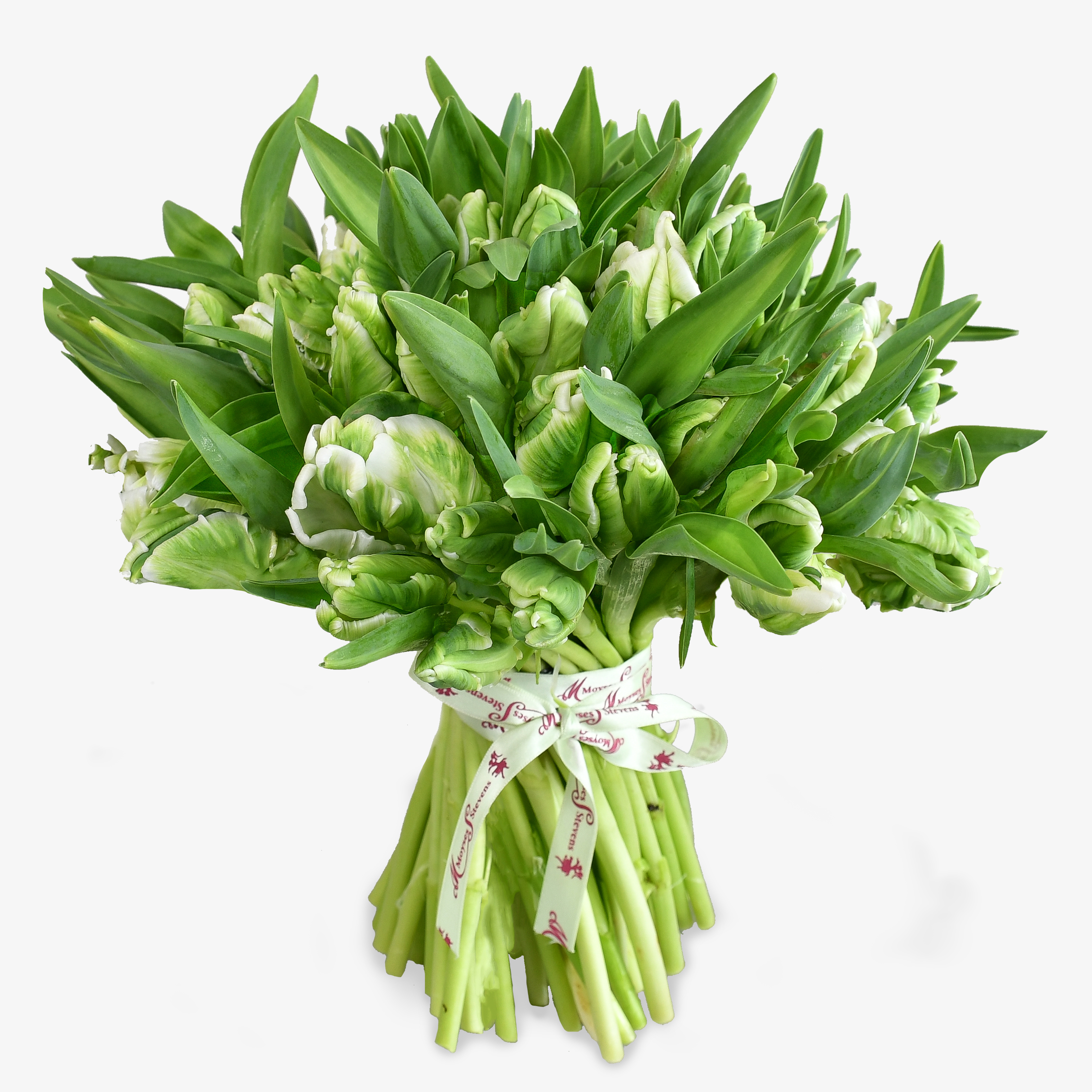 Parrot Tulips