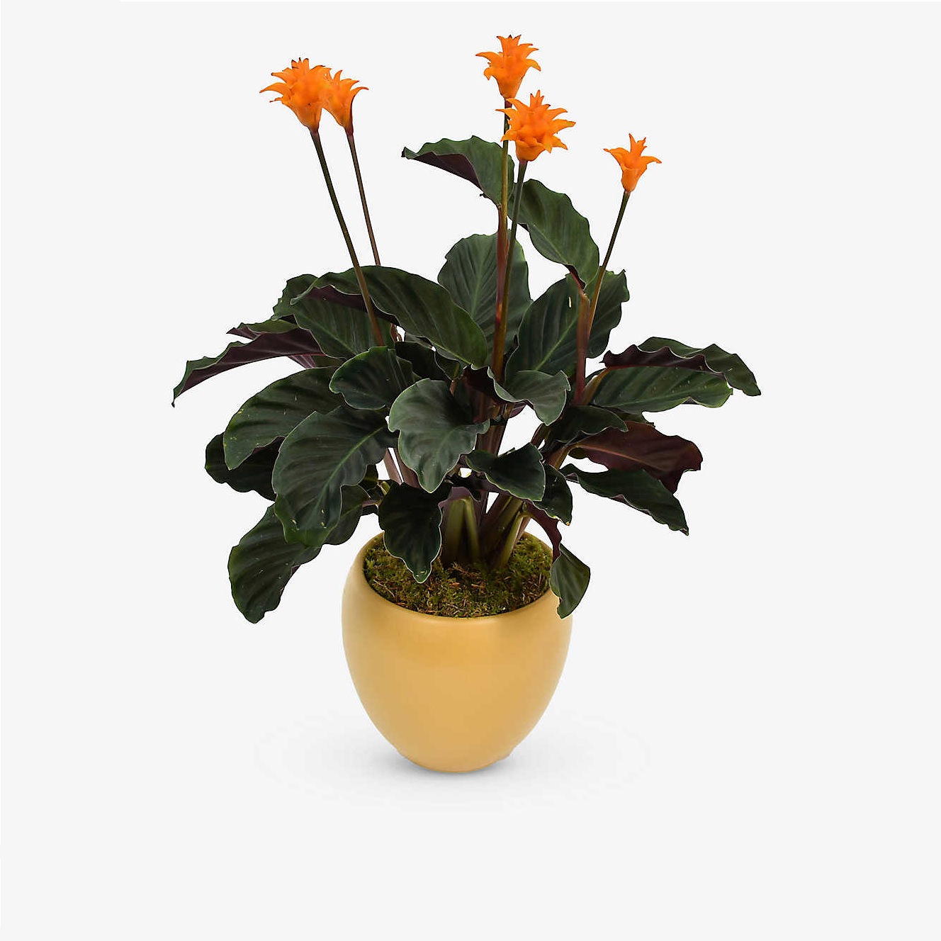 Eternal Flame Plant