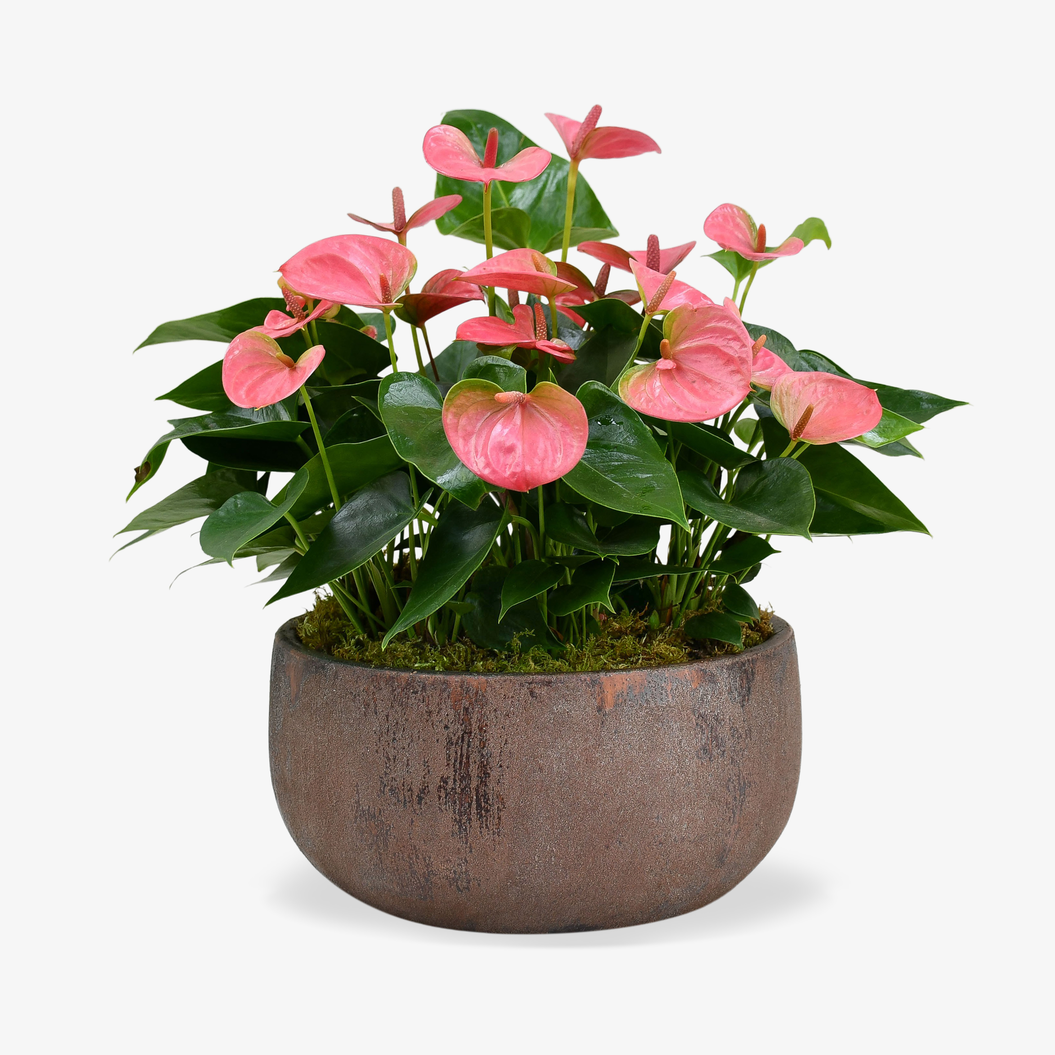 Flamingo Anthurium