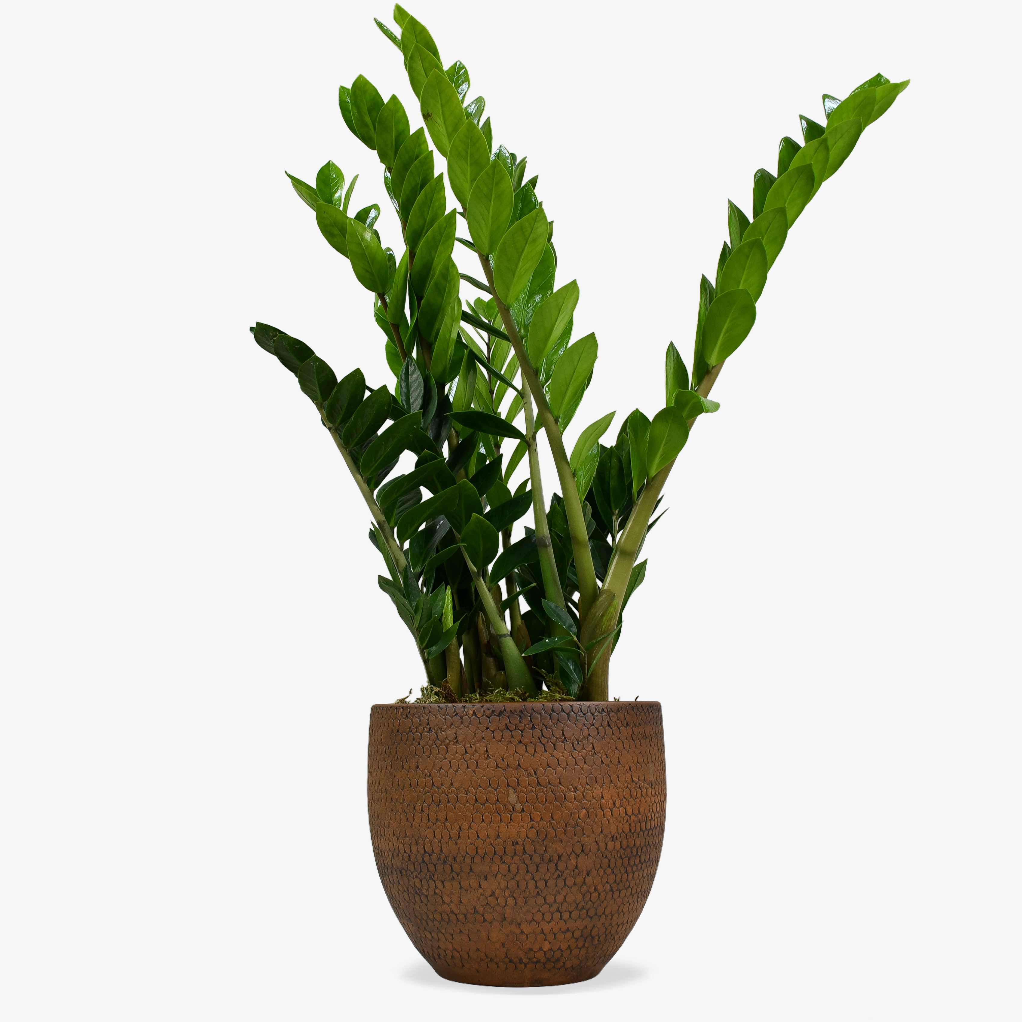 ZZ Plant image