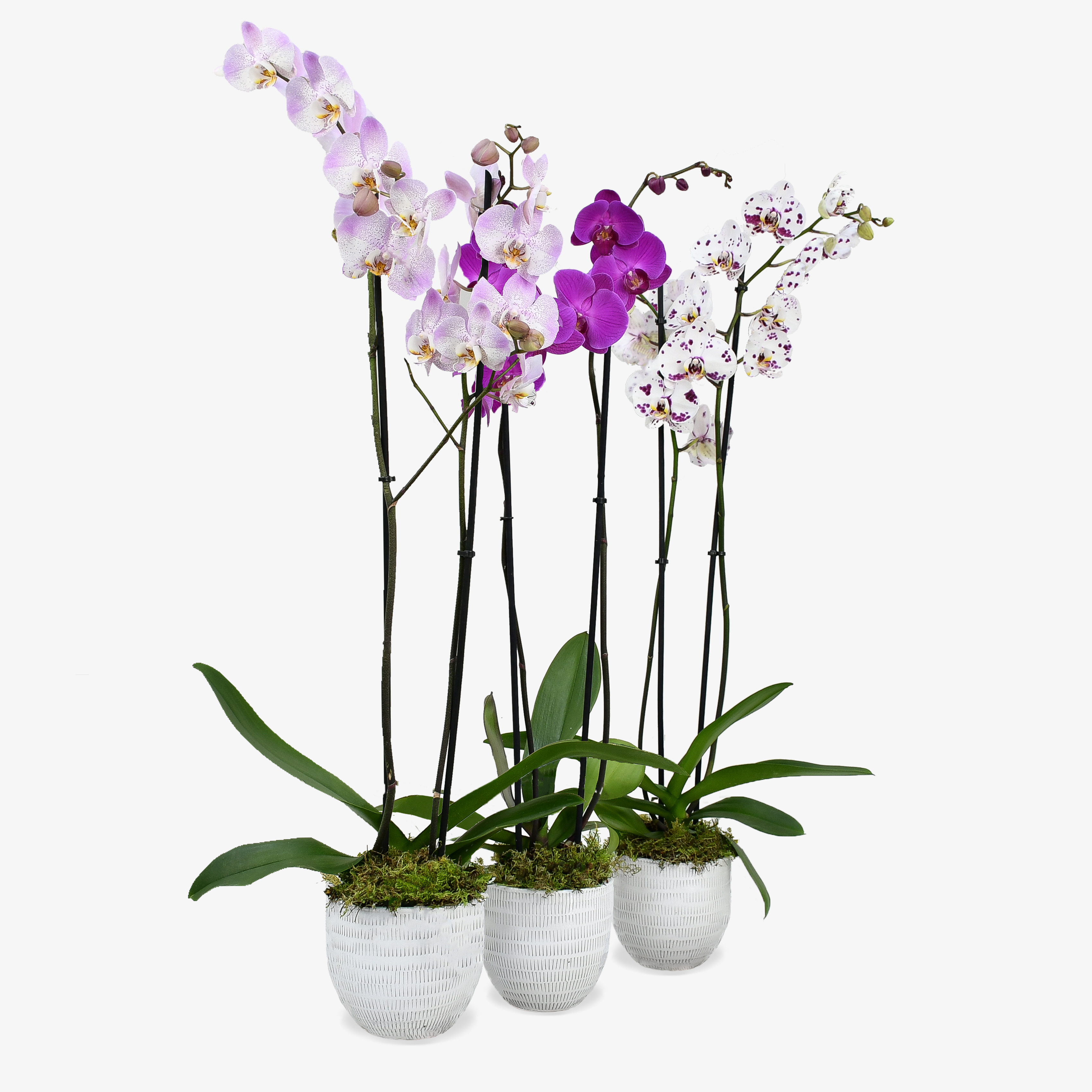 Set of 3 Orchids image
