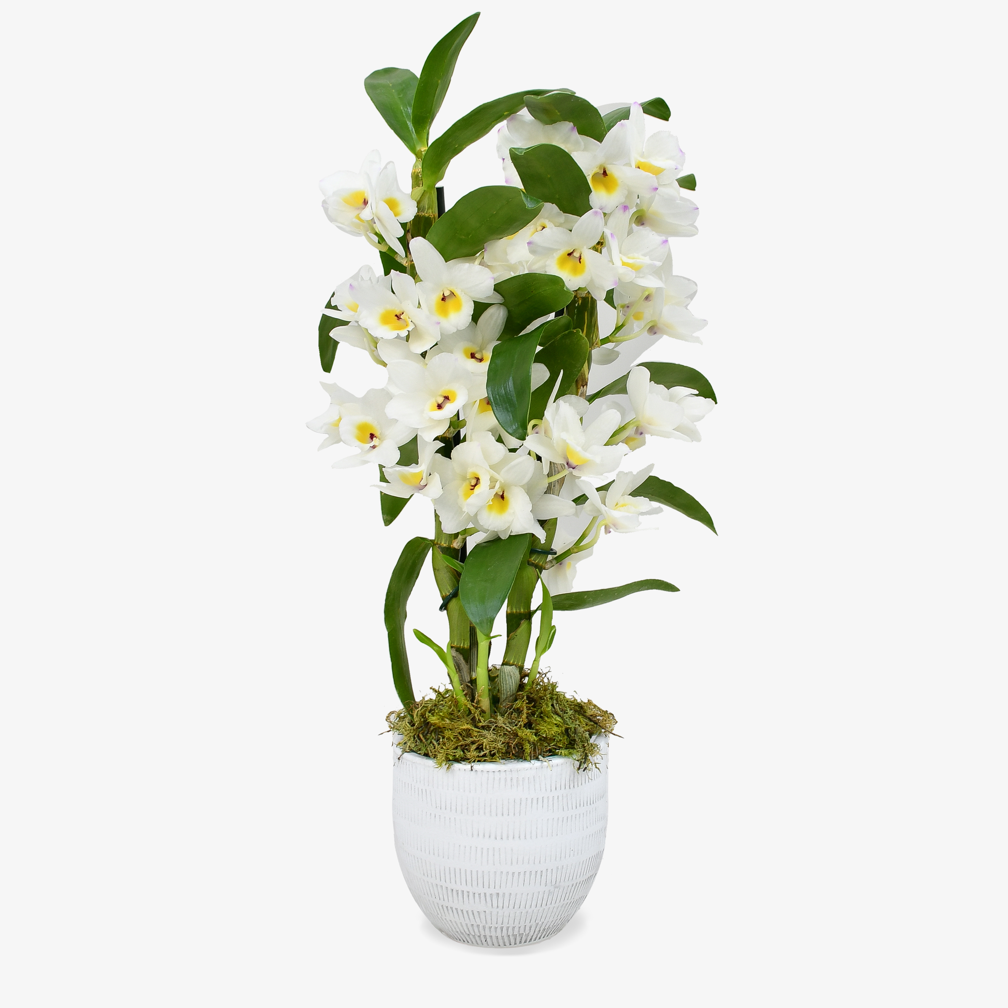 White Dendrobium image