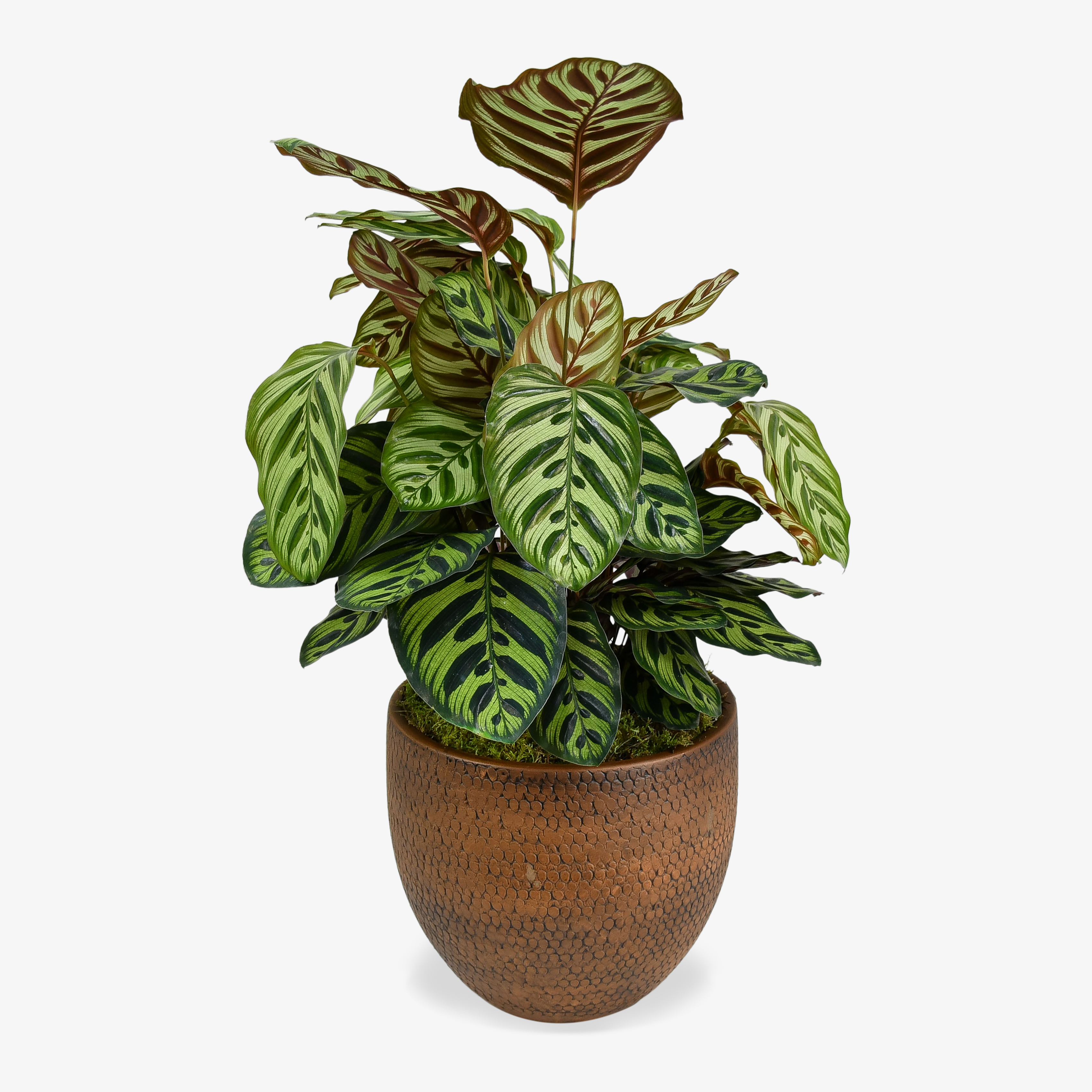 Calathea Makoyana